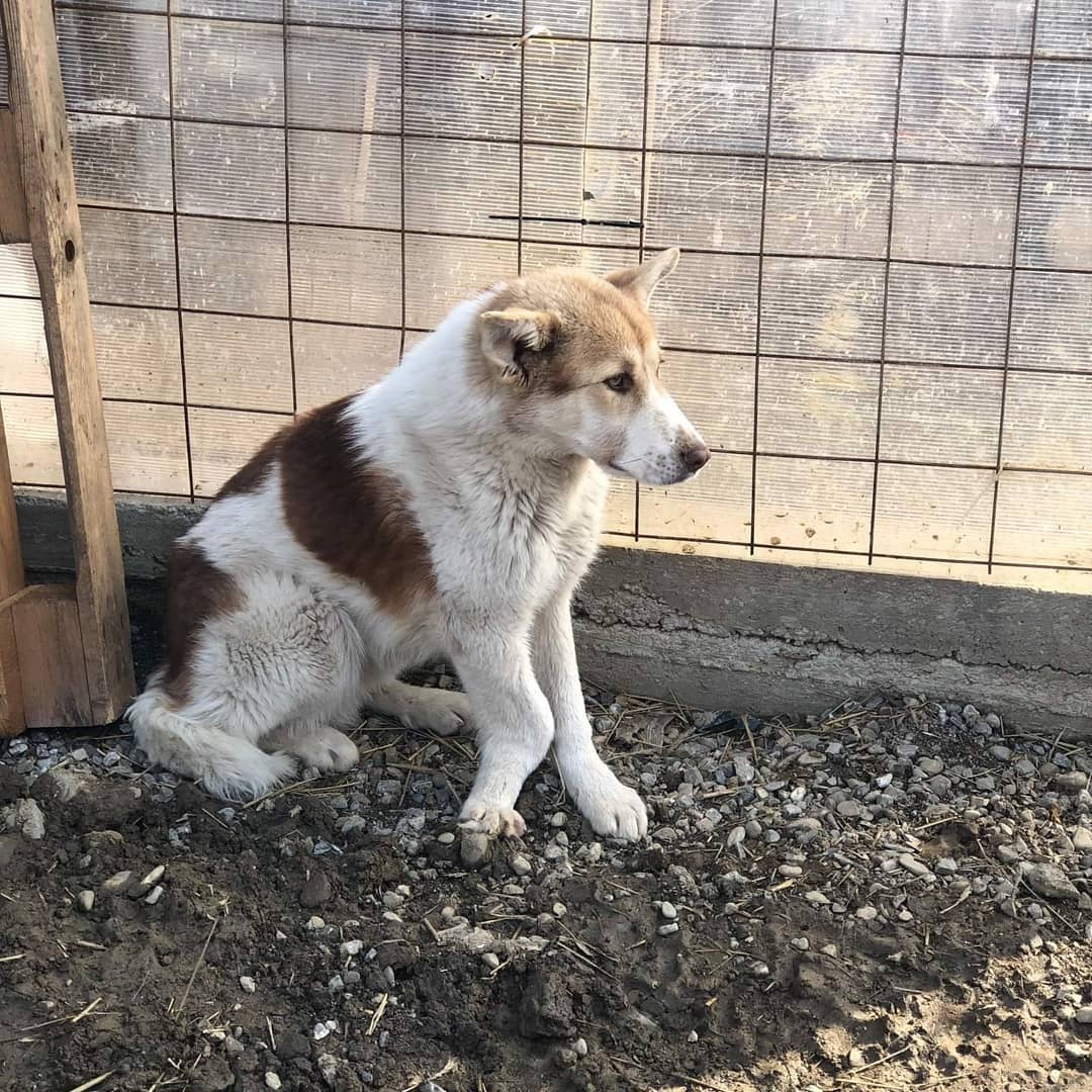 Bailey cand a fost salvat de echipa Care For Dogs Romania