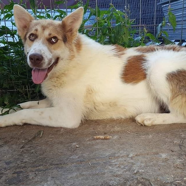 Bailey in adapostul Care For Dogs Romania
