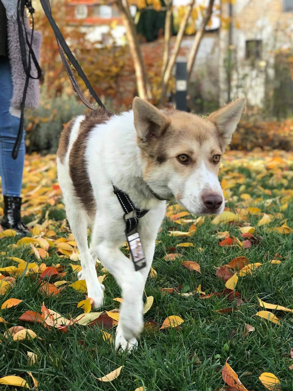 Bailey dupa adoptie