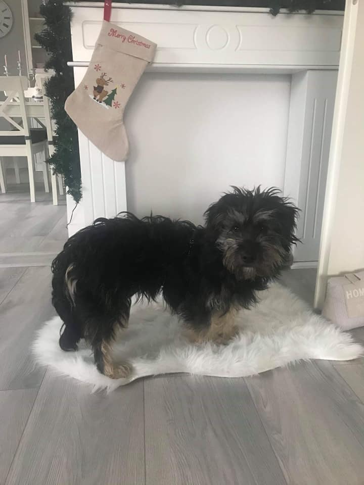 Maggie, before rescue