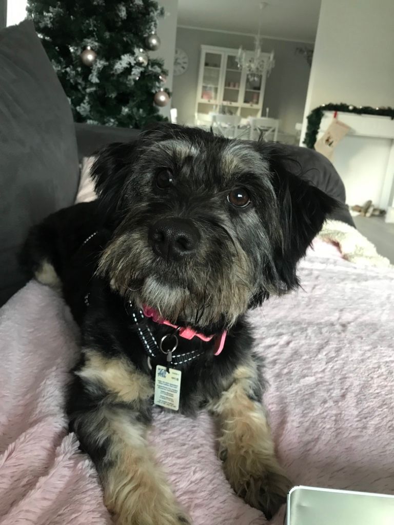 Maggie, after rescue