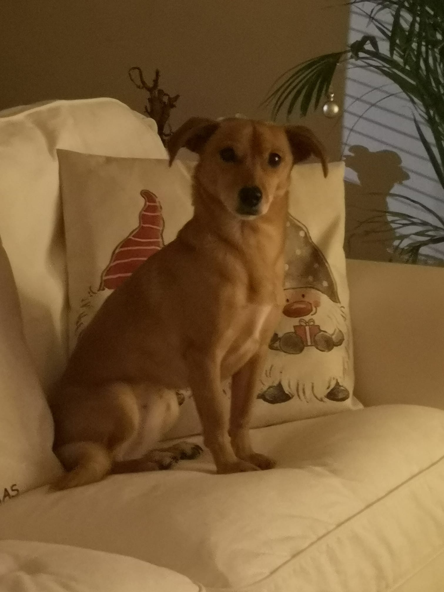 Molly, after rescue